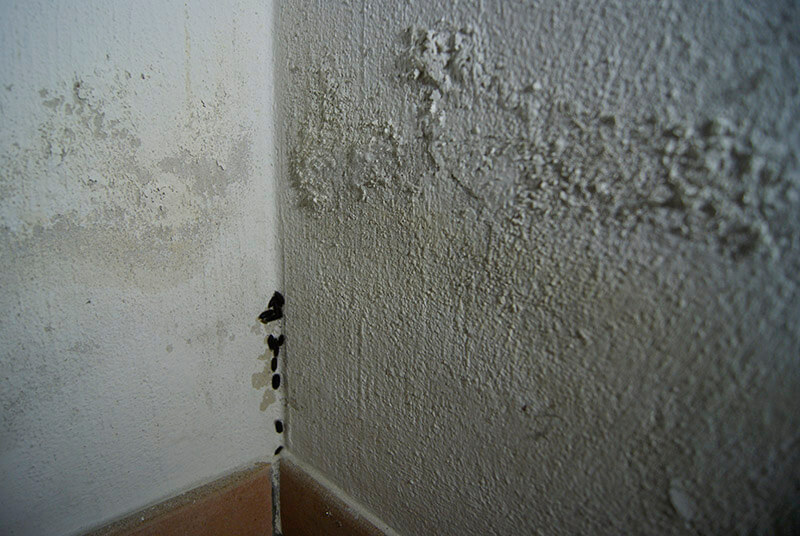 Schimmel an der Ecke beim Kunden